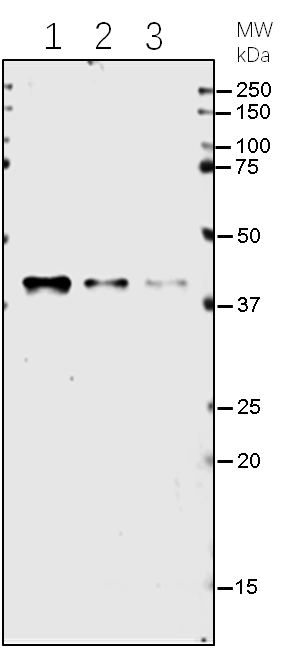 Anti-HPT Rabbit Antibody