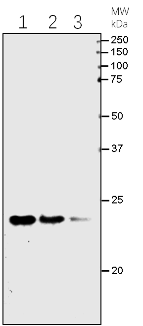Anti-Bar Rabbit Antibody