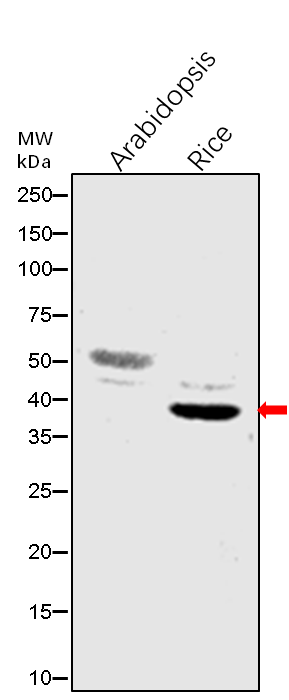 Anti-PnsB2/ Photosynthetic NDH subunit of subcomplex B 2