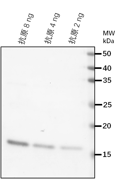 Anti-KAT1/ Potassium channel KAT1