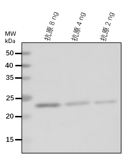 Anti-GCS1/ Mannosyl-oligosaccharide glucosidase GCS1