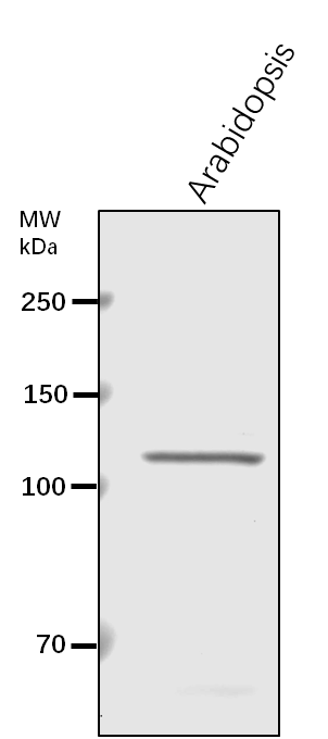 Anti-PSL5/ Probable glucan 1,3-alpha-glucosidase