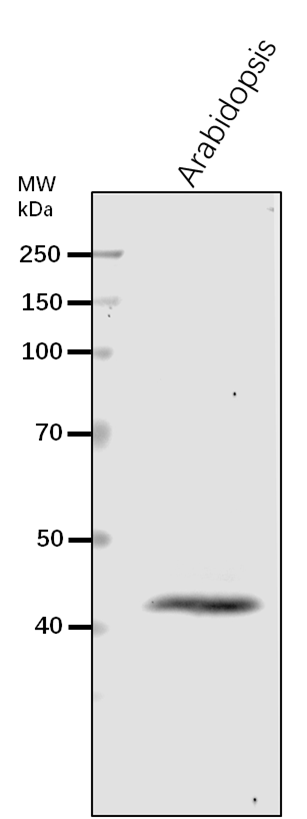 Anti-RPT6A/ 26S proteasome regulatory subunit 8 homolog A