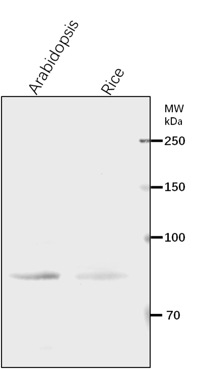 Anti- PNG1/ Peptide:N-glycanase