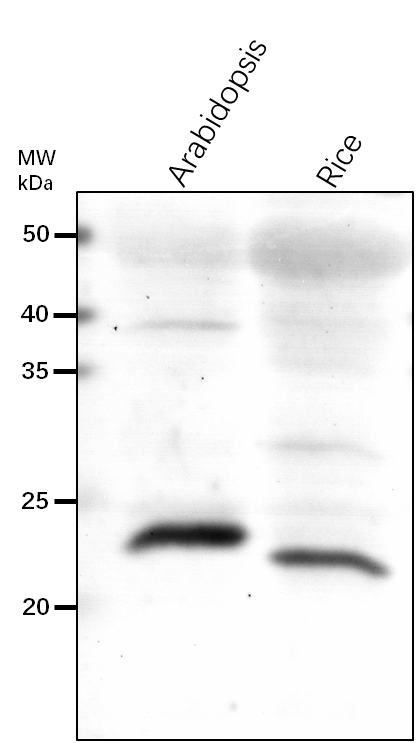 Anti-PBA1/ Proteasome subunit beta type-6