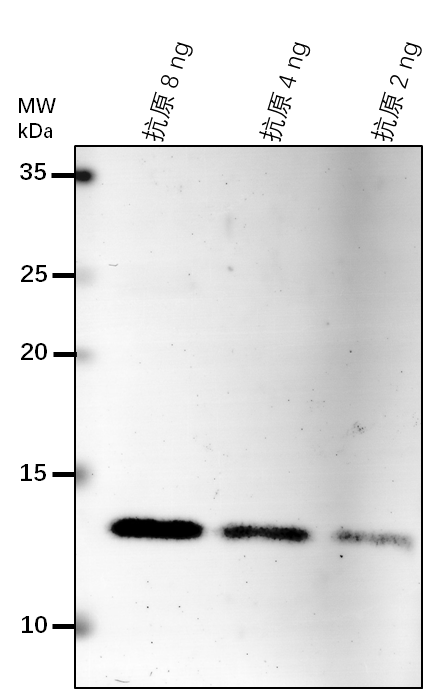 Anti-AAC1/ ADP,ATP carrier protein 1, mitochondrial