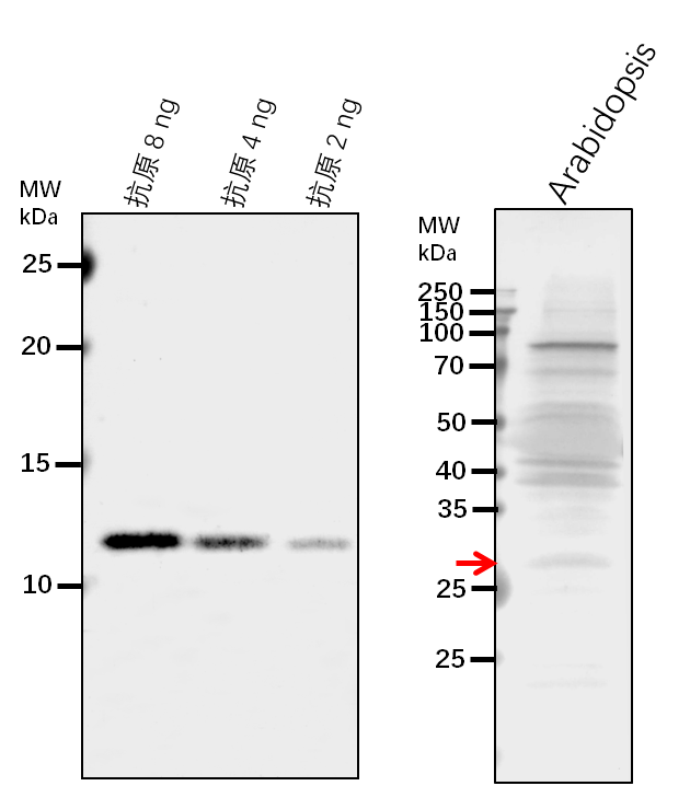 Anti-VSP1/ Vegetative storage protein 1