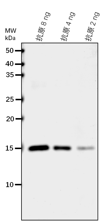Anti-ELF8/ Protein CTR9 homolog