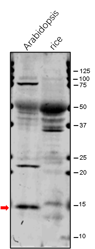 Anti-ATPE / ATP synthase epsilon chain rabbit antibody