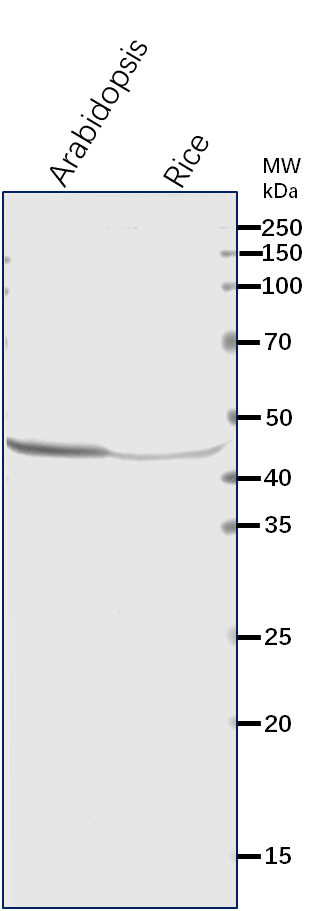 Anti-EF1A/ Elongation factor 1-alpha 1