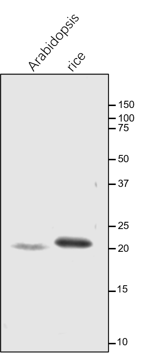 Anti-Lhca1 / Lhca1 protein of LHCI rabbit antibodies