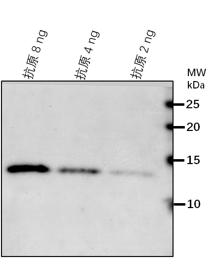 Anti-ISAM2/Iron-sulfur assembly protein IscA-like 2, mitocho
