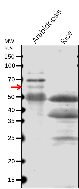 Anti-AT1G70770 protein rabbit antibody