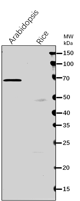 Anti-OEP80/ Outer envelope protein 80 rabbit antibody