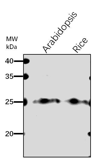 Anti-PLSP1/ Chloroplast processing peptidase