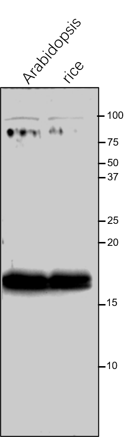 Anti-ATPF / ATP synthase subunit b rabbit antibody