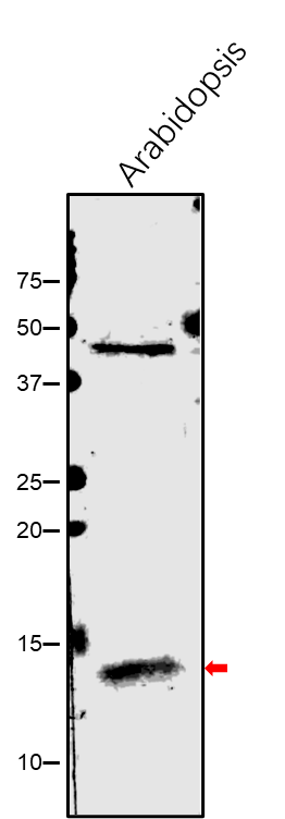 Anti-GRXC1 / Glutaredoxin-C1 Rabbit antibody