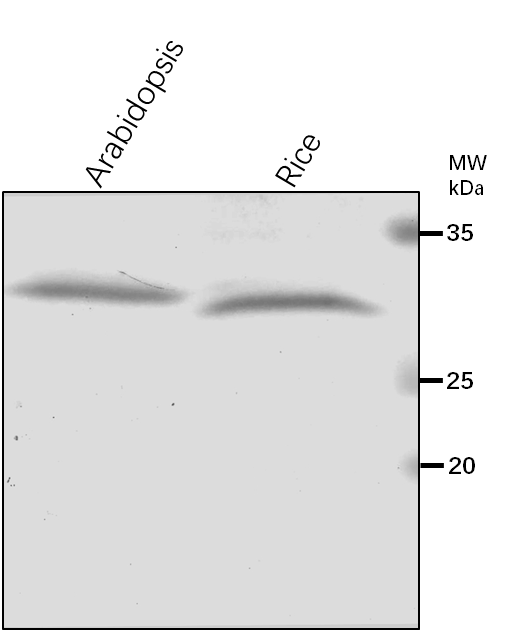Anti-VIPP1/ Membrane-associated protein VIPP1, chloroplastic