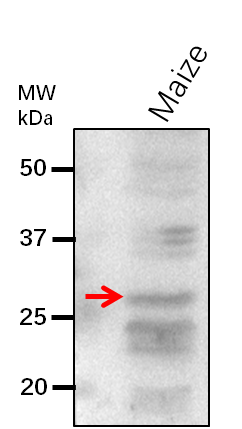 Anti-MYB127/ MYB-transcription factor 127