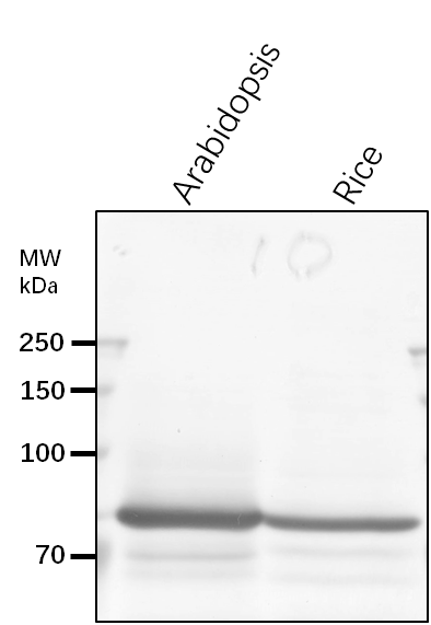 Anti-MS2/ 5-methyltetrahydropteroyltriglutamate--homocysteine methyltransferase 2