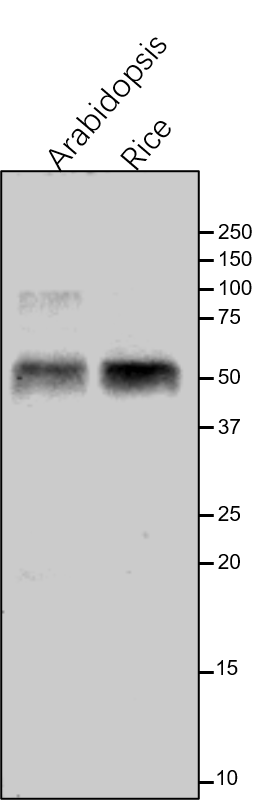 Anti-PsaA / PSI-A core protein of photosystem I