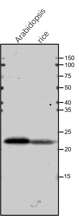 Anti-PsbP/ PsbP subunit of oxygen evolving complex of PSII