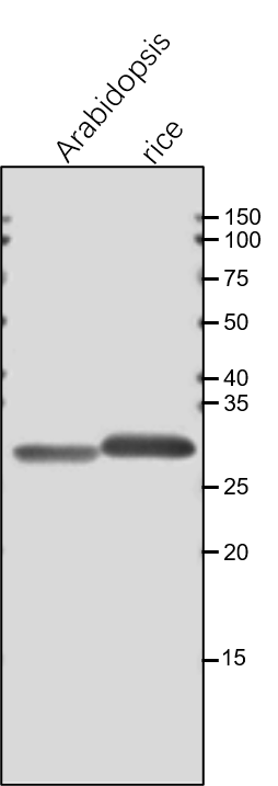 Anti-PsbO / PsbO subunit of Photosystem II rabbit antibody