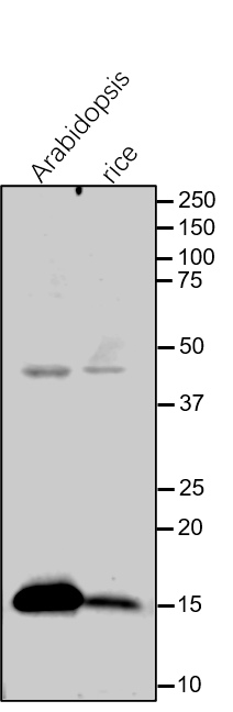 Anti- PsbQ / Photosystem II subunit Q rabbit antibody