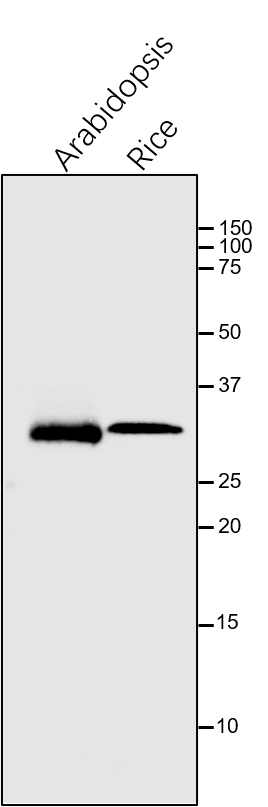 Anti-Cyt f / PetA / Cytochrome f of Cyt b6/f  antibody