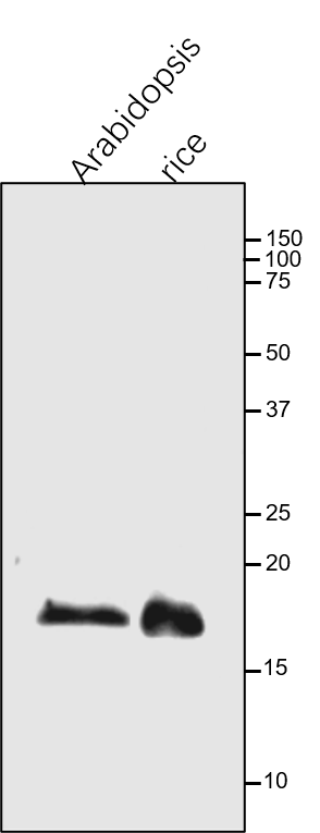 Anti-PetC / Rieske iron-sulfur protein of Cyt b6/f complex