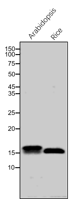 Anti-ATPG / PDE334 / ATP synthase beta chain (Subunit II)