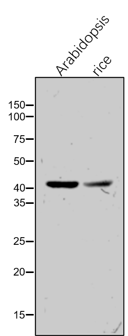 Anti-HPR / Glycerate dehydrogenase HPR