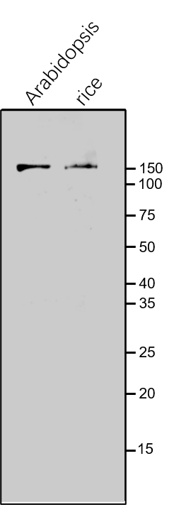 Anti-GLU1 / Ferredoxin-dependent glutamate synthase 1