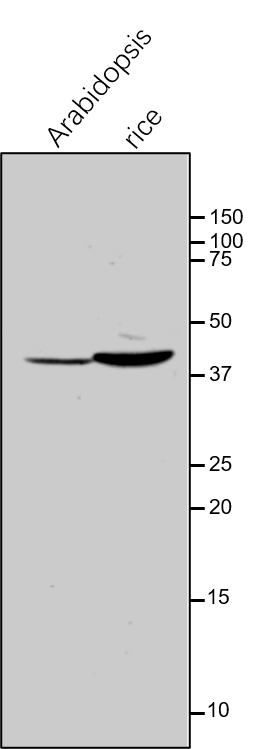 Anti-GDCST / Aminomethyltransferase Rabbit antibody