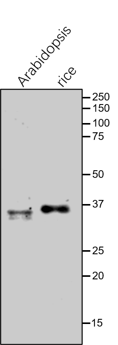 Anti-PORC / Protochlorophyllide Oxidoreductase C antibody