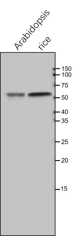 Anti-LPD1 / Mitochondrial lipoamide dehydrogenase 1 antibody