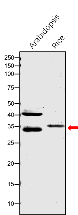 Anti-EMB3147 / [Acyl-carrier-protein] S-malonyltransferase a