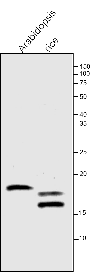 Anti-FKBP16-3 / Peptidyl-prolyl cis-trans isomerase FKBP16-3