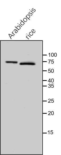 Anti-FTSH2 / VAR2 rabbit antibody