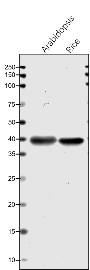 Anti-PRK / Phosphoribulokinase rabbit antibody