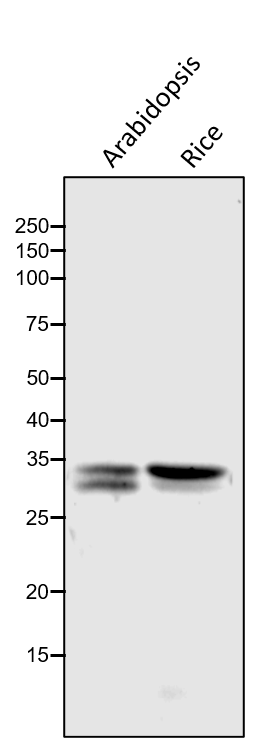 Anti- MDH / Malate Dehydrogenase rabbit antibody