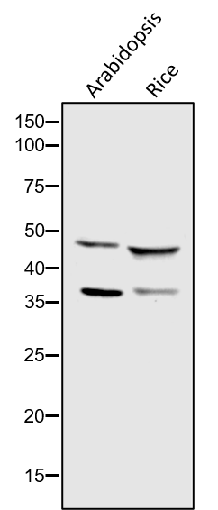 Anti-DEG1/ DegP protease Rabbit antibody