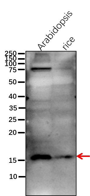 Anti-PsaF/ PSI-F subunit of photosystem I rabbit antibody