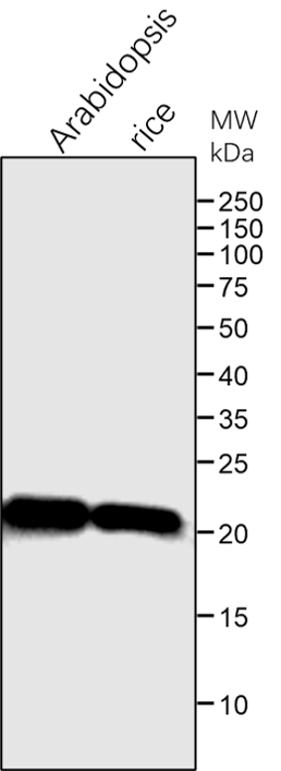 Anti-Cyt b6 / PetB / Cytochrome b6 of Cyt b6/f antibody