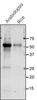 Anti-PsaB / PSI-B core protein of photosystem I