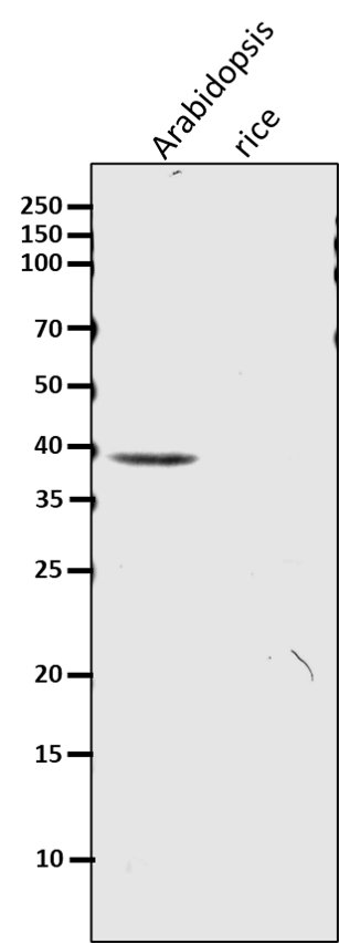 Anti-IDH1 / Isocitric dehydrogenase 1