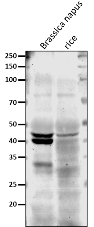 Anti-AOX1 / Alternative Oxidase 1a Rabbit Antibody