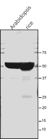 Anti-ATPB / ATP synthase subunit beta rabbit antibody