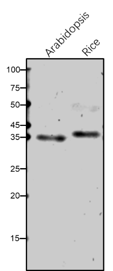 Anti-PORB/ Protochlorophyllide Oxidoreductase B