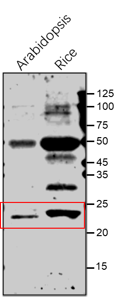 Anti-SKL1 / Shikimate kinase like 1 antibody